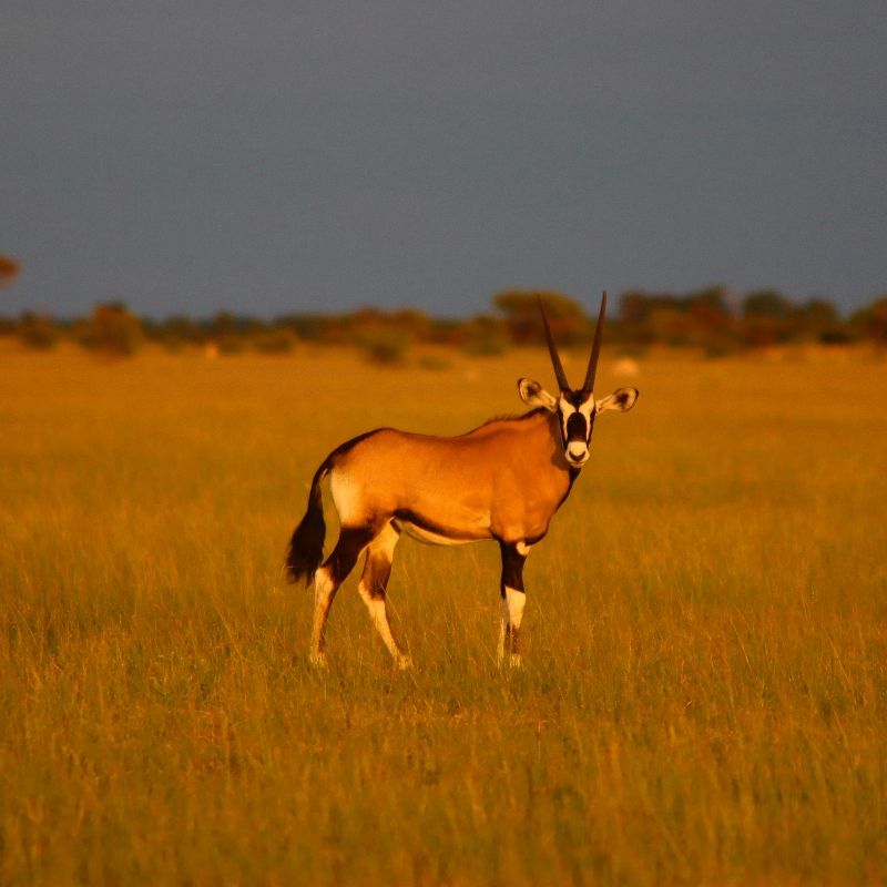 Experience a timeless Kalahari moment with this evocative photo of a gemsbok standing in the warm glow of sunset in Botswana’s Central Kalahari Game Reserve. The antelope’s striking black-and-white markings and elegant horns are illuminated by golden light, casting long shadows across the vast, open plains. The soft, dusty hues of the landscape highlight the serene beauty and solitude of one of Africa’s most remote wilderness areas. Inspiration Africa designs tailor-made journeys that bring you closer to unforgettable wildlife encounters and dramatic desert scenery. Let us create your personalized adventure to explore the magic of the Central Kalahari at dusk.