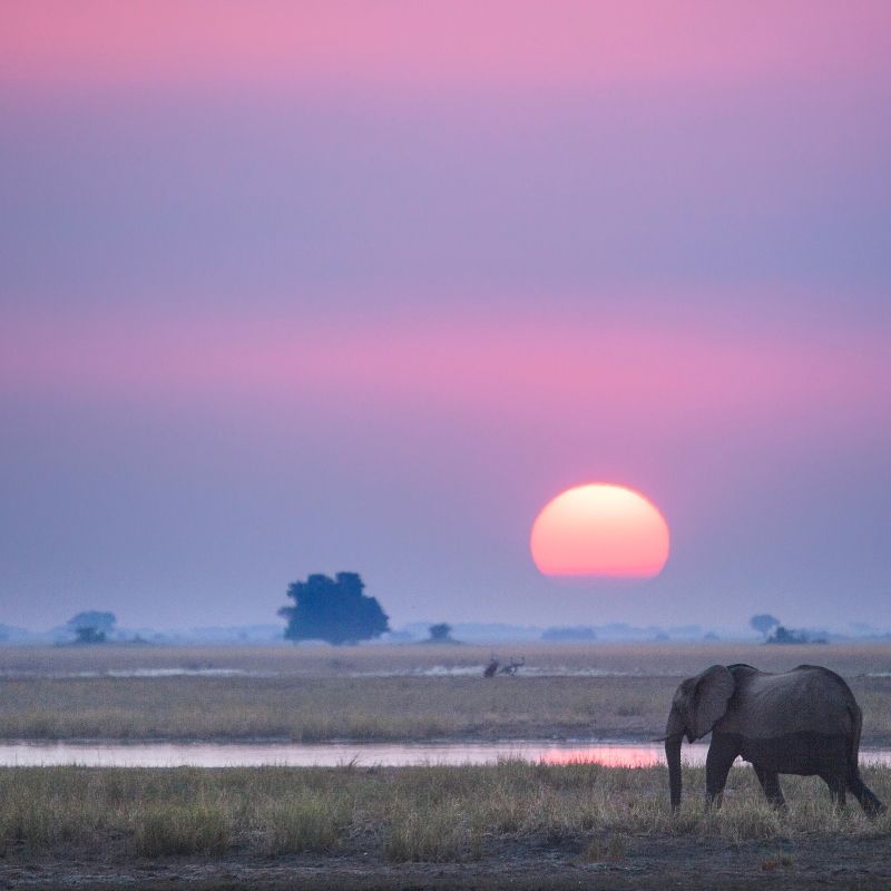 Gaze upon the powerful silhouette of an elephant set against a dramatic purple sunset in Botswana. This evocative wildlife photograph captures the gentle giant moving across the savannah as the sky glows with rich hues of violet and pink, creating a timeless African scene. The image reflects the beauty, tranquility, and grandeur of Botswana’s wilderness, renowned for its exceptional wildlife and open landscapes. Witnessing elephants at sunset is a deeply moving safari experience. Inspiration Africa specializes in designing bespoke, tailor-made journeys that deliver extraordinary wildlife encounters across Africa’s most remarkable destinations.

