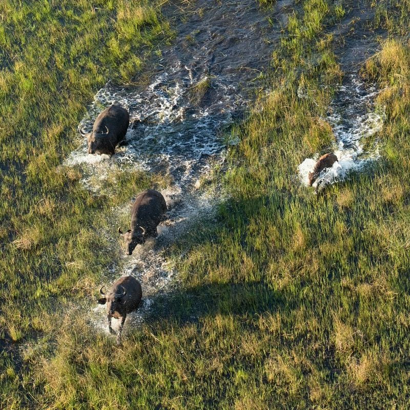 Experience the breathtaking beauty of Botswana’s Okavango Delta with this stunning aerial image. The photo captures the intricate network of waterways, lush floodplains, and vibrant vegetation that define this unique ecosystem, creating a dynamic mosaic of life. The delta’s seasonal floods attract an abundance of wildlife, from elephants and hippos to countless bird species, highlighting its status as one of Africa’s most extraordinary natural habitats.
Inspiration Africa crafts tailor-made journeys to Botswana, offering travellers the opportunity to explore the Okavango Delta by mokoro or on foot, encounter remarkable wildlife up close, and immerse themselves in the ever-changing landscapes of one of Africa’s most iconic and biodiverse destinations.
