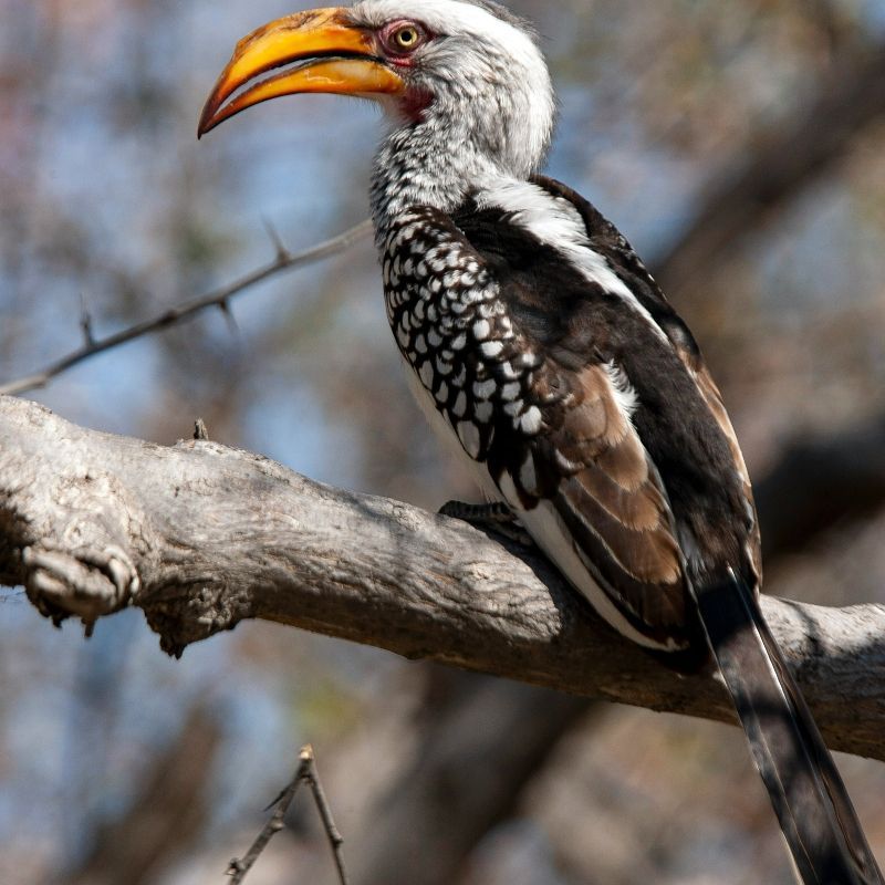 Experience the vibrant wildlife of Botswana with this striking image of a hornbill, the same iconic species as Zazu from *The Lion King*. The photo captures the bird perched gracefully, highlighting its distinctive beak, colorful markings, and alert gaze. Set against the lush greenery and open skies of Botswana, the scene showcases the country’s rich avian biodiversity and the charm of its unique birdlife.
Inspiration Africa crafts tailor-made journeys to Botswana, offering travellers the opportunity to observe hornbills and other remarkable bird species, explore stunning landscapes, and immerse themselves in the extraordinary natural beauty and biodiversity of this iconic African destination.
