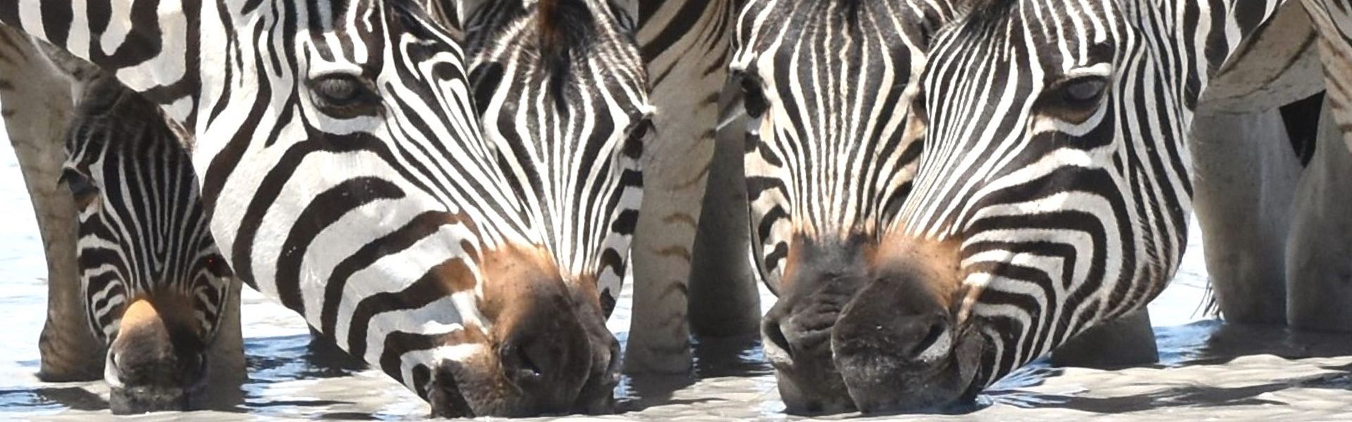 Zebras are Botswana's national animal ... from the Kalahari to the Okavango Delta, their stripes will delight you everywhere