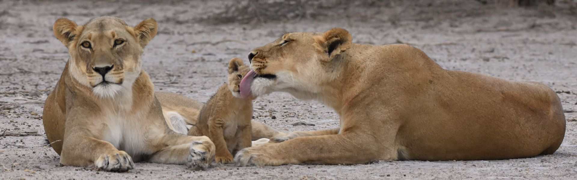 A lioness and two cubs are laying on the ground.