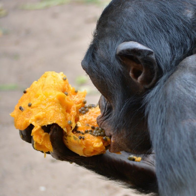 Discover the fascinating world of the Bonobo in the Democratic Republic of Congo (DRC). This candid photo captures the back of the bonobo's head as it enjoys a bright yellow fruit, highlighting its gentle nature and unique diet. Observing these endangered great apes is a profound experience. Inspiration Africa specializes in designing your bespoke, tailor-made trip for incredible primate encounters and to explore other spectacular destinations across Africa. Plan your ethical wildlife adventure with us!