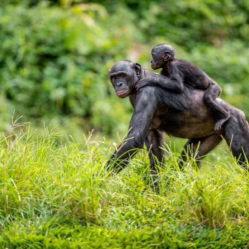 Encounter the playful intelligence of bonobos in the Democratic Republic of Congo with this captivating image. The photo captures these rare great apes in their natural rainforest habitat, highlighting their expressive faces, social interactions, and gentle curiosity. Bonobos, known for their close-knit communities and peaceful behaviour, offer a unique and intimate glimpse into primate life in one of Africa’s most biodiverse regions.
Inspiration Africa creates tailor-made journeys to the DRC, providing ethical and immersive wildlife experiences. Witness bonobos in the wild, explore the lush Congo rainforest, and discover one of Africa’s most extraordinary and fragile ecosystems.
