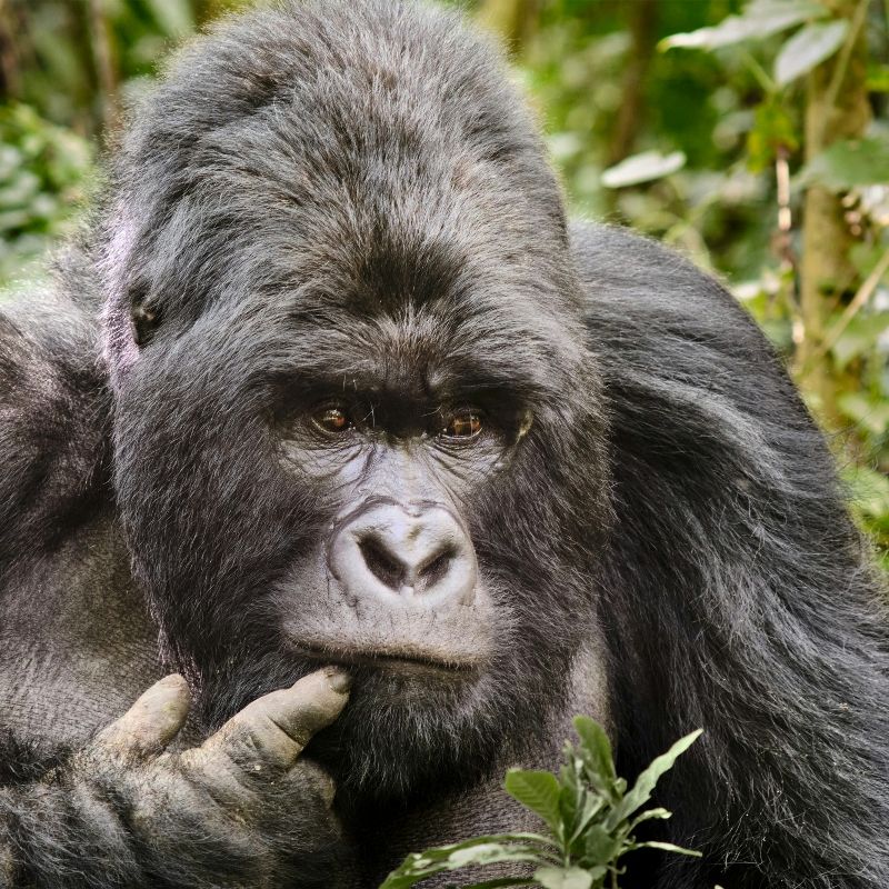A close-up of a large male gorilla, calm and powerful, emerges from the dense green bush of the Congo DRC. His gaze is steady, surrounded by the rich vegetation of Virunga National Park—one of the few places on earth where such encounters are possible. Inspiration Africa organizes tailor-made travel to the Congo DRC, including guided gorilla trekking experiences led by expert local teams. Discover the magic of the rainforest, come face to face with mountain gorillas in their natural habitat, and experience a side of Africa few travelers ever reach. Travel with us into the heart of the wild.
