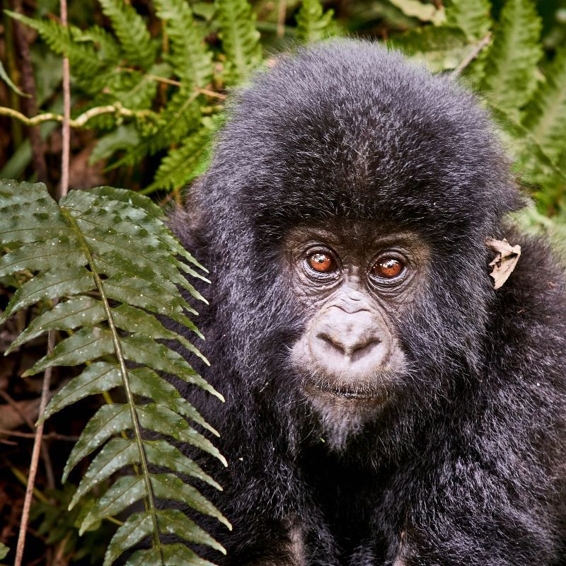 A close-up of a small gorilla in its natural element captures an intimate moment in the lush forests of the Congo DRC—a dream setting for photographers and wildlife lovers alike. The young gorilla’s expression, framed by dense greenery, reflects the rare and raw beauty of the region. Inspiration Africa organizes tailor-made travel and photographic tours to the Congo DRC, including guided gorilla treks in Virunga National Park. With expert local guides and access to remote areas, we help travelers experience and capture the unforgettable. Travel with us to discover the wild, unfiltered side of Central Africa through your lens.

