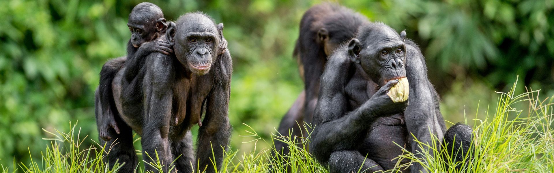 This intimate image captures a peaceful moment among a pack of bonobos in the Democratic Republic of Congo, with a mother resting as her baby clings gently to her back. Known for their social bonds and gentle behavior, bonobos are one of our closest relatives and are found only in the Congo Basin. Observing them in the wild is a rare and deeply moving experience. Inspiration Africa organizes expertly guided treks to remote reserves like Lomako and Kokolopori, offering travelers the unique opportunity to witness bonobo behavior in their natural habitat while supporting vital conservation efforts.