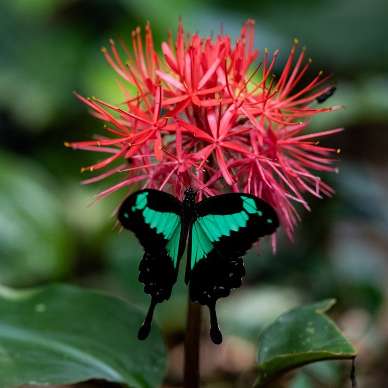 Discover the delicate beauty of Dzanga-Sangha in the Central African Republic with this captivating image of a green and black butterfly perched on a vibrant pink flower. The striking contrast between the butterfly’s intricate patterns and the flower’s vivid petals highlights the incredible biodiversity of one of Africa’s most pristine rainforest ecosystems. Such intimate encounters reveal the hidden wonders of the forest, where every detail—from fluttering wings to lush foliage—tells a story of life thriving in harmony.
Inspiration Africa creates tailor-made journeys to Dzanga-Sangha, offering ethical and immersive wildlife experiences. Let us help you explore the rainforest’s extraordinary flora and fauna, from butterflies and birds to gorillas and other iconic species.