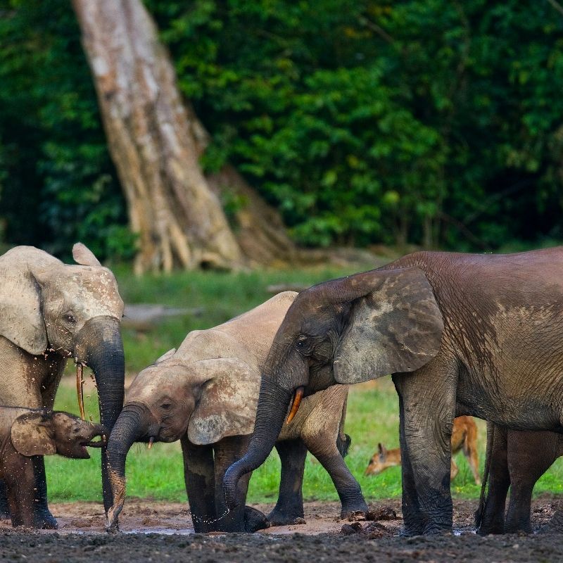 Witness a tender family moment in the remote forests of Dzanga-Sangha, Central African Republic. This photo captures three majestic adult elephants and one tiny baby congregating near a waterfall in a forest clearing. The lush green vegetation provides a vivid backdrop for this powerful scene. Inspiration Africa specializes in designing your unique, tailor-made trip for incredible elephant viewing and exploring other extraordinary destinations across Africa. Plan your conservation-focused adventure with us!
