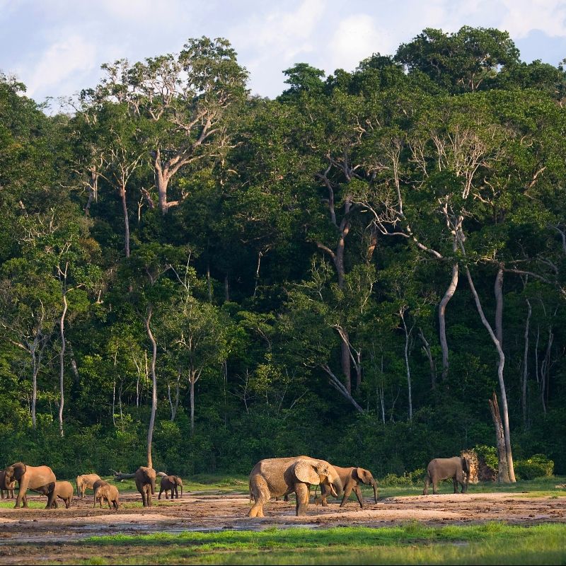 Experience the wonder of Central Africa with this stunning image of a forest clearing in Dzanga-Sangha, Central African Republic, where elephants roam freely amid the lush rainforest. The photo captures the majesty and gentle presence of these iconic animals, set against the vibrant greenery of one of Africa’s most pristine and biodiverse ecosystems. Observing elephants in their natural habitat offers a rare and unforgettable glimpse into their social behaviour and the delicate balance of the forest environment.
Inspiration Africa designs tailor-made journeys to Dzanga-Sangha, providing ethical and immersive wildlife experiences. Explore the rainforest, encounter elephants and other remarkable species, and discover the extraordinary biodiversity of this remote and untouched region.