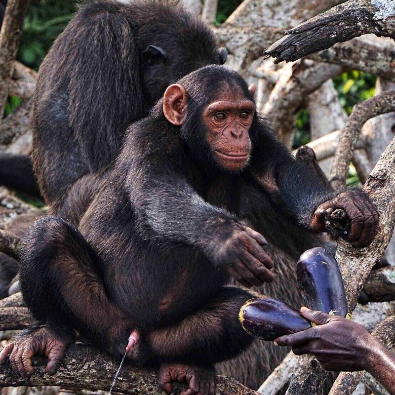 Encounter an extraordinary primate moment in the dense equatorial rainforests of Republic of the Congo. This scene captures a close-knit group of chimpanzees resting and interacting amid lush green vegetation, offering a rare glimpse into their complex social bonds and expressive behavior. Soft forest light filters through the canopy, illuminating their dark fur and revealing the rich biodiversity of the Congo Basin. Inspiration Africa creates bespoke, tailor-made journeys that bring you deep into this remarkable wilderness, designing personalized, conservation-focused adventures in one of Africa’s most captivating rainforest regions.