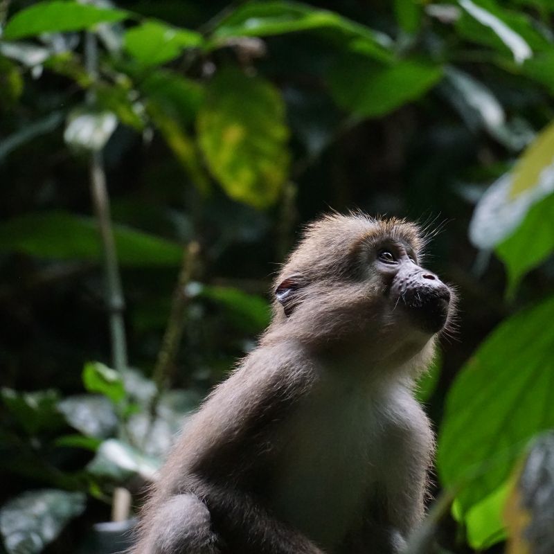 Discover the vibrant wildlife of the Republic of Congo with this captivating image of a monkey in its lush jungle habitat. The photo captures the monkey perched among dense foliage, highlighting its curious expression and agile movements amid the verdant rainforest. This intimate glimpse into daily life in the forest showcases the incredible biodiversity and ecological richness of one of Central Africa’s most pristine and untouched ecosystems.
Inspiration Africa designs tailor-made journeys to the Republic of Congo, offering ethical and immersive wildlife experiences. Explore the rainforest, encounter primates and other remarkable species, and experience the natural wonders of this extraordinary destination.
