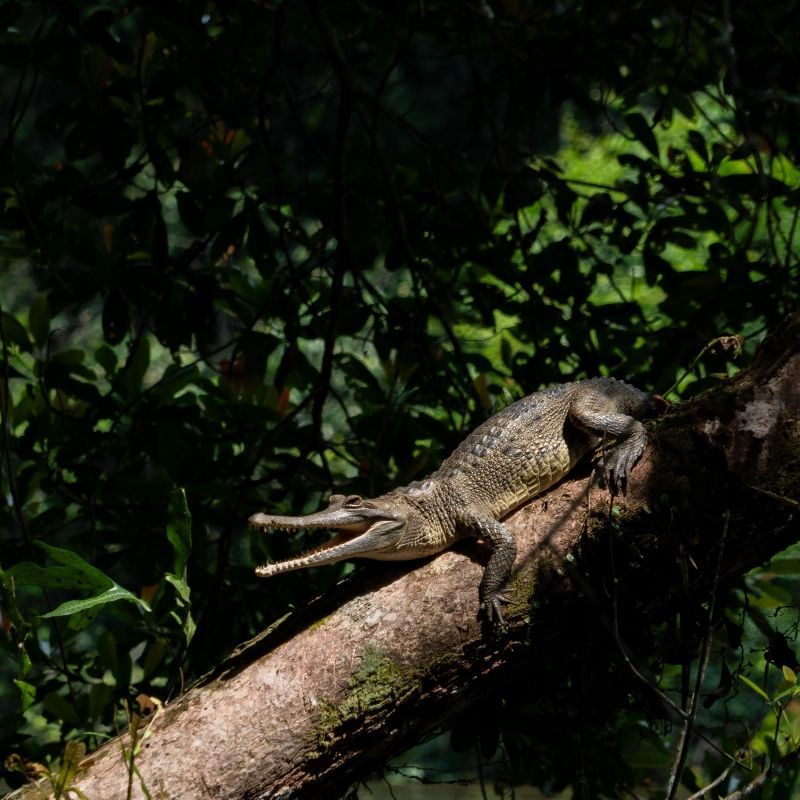 A rare sight—a climbing crocodile perched like a monkey on a large branch—captures the wild, untamed spirit of the Republic of Congo. This astonishing behavior, seen deep in the rainforest, highlights the region’s rich biodiversity and unique wildlife encounters. Inspiration Africa crafts tailor-made journeys to the heart of Congo, offering expert-guided safaris that reveal the country’s most extraordinary natural wonders. From dense jungles to remote riverbanks, experience a safari like no other. Whether you're a seasoned explorer or first-time adventurer, Inspiration Africa brings you closer to the unexpected in one of Africa’s most fascinating and untouched destinations.