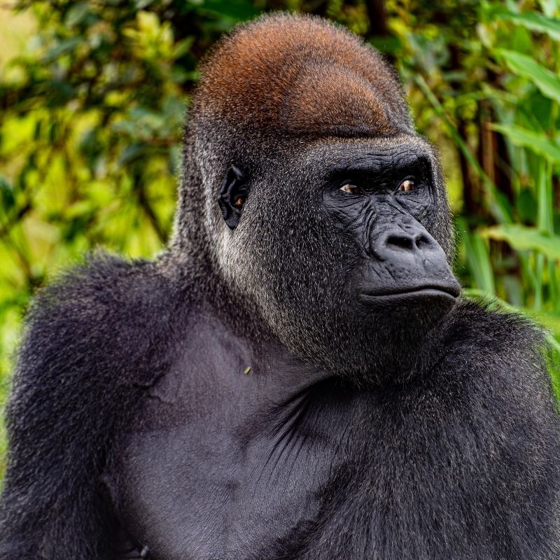 A powerful male gorilla sits upright in the dense rainforest—a striking moment captured during gorilla tracking in the Republic of Congo. This unforgettable wildlife encounter is part of an expertly guided journey with Inspiration Africa, a specialist in tailor-made travel across Central Africa. Discover the magic of tracking habituated western lowland gorillas in the wild, where each step through the forest brings you closer to these magnificent creatures. Whether you're an avid adventurer or a wildlife enthusiast, Inspiration Africa ensures an authentic, responsible, and life-changing experience in one of Africa’s most remote and pristine destinations.