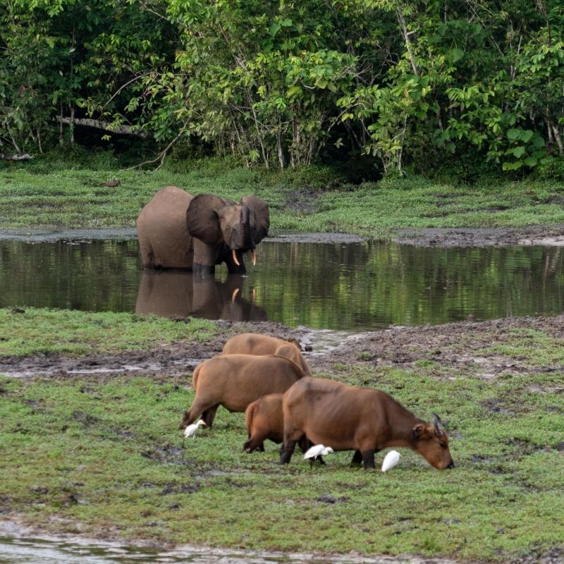 Elephants bathe and play in a sunlit forest clearing deep within Nouabalé-Ndoki National Park, Republic of Congo—a rare and mesmerizing sight in one of Africa’s most untouched wilderness areas. Inspiration Africa offers tailor-made journeys to this remote paradise, where travelers can witness forest elephants, lowland gorillas, and pristine rainforests up close. Expertly guided and conservation-focused, our trips provide immersive experiences in the heart of Central Africa. Whether you're a wildlife enthusiast or a nature lover seeking off-the-beaten-path adventure, Inspiration Africa brings you face-to-face with the wonders of Nouabalé-Ndoki. Let us craft your unforgettable Congo safari.