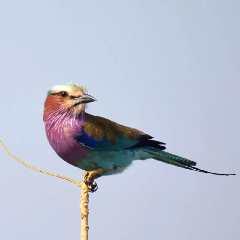 An Abyssinian roller, with its vivid blue and turquoise plumage, perches elegantly on a branch—an eye-catching moment during birdwatching in the Republic of Congo. This region is a hidden gem for bird lovers, home to hundreds of rare and colorful species. Inspiration Africa organizes expert-led birdwatching journeys across the country’s diverse ecosystems, from rainforest canopies to riverbanks. Whether you're an avid birder or a curious traveler, our tailor-made trips provide unique opportunities to spot Congo’s avian treasures in their natural habitats. Let Inspiration Africa design your unforgettable birding adventure in one of Central Africa’s most biodiverse destinations.
