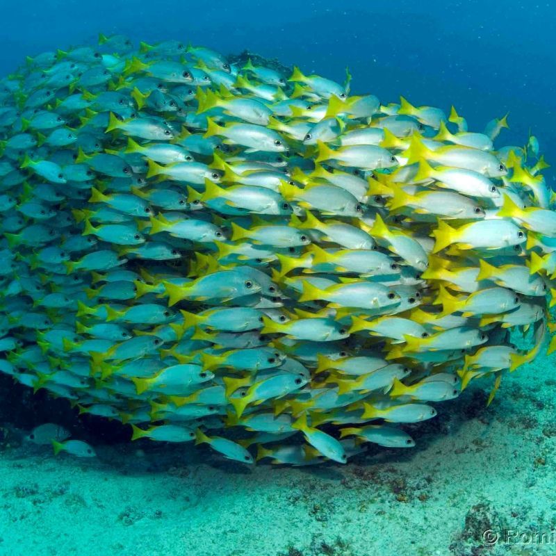 Discover Cape Verde’s underwater world with Inspiration Africa. This photo captures the vibrant marine life found while snorkeling and diving in the archipelago—colorful fish darting through coral reefs in clear Atlantic waters. Cape Verde offers top dive spots around Sal, Boa Vista, and Maio, where volcanic formations and rich biodiversity create unforgettable experiences. Inspiration Africa arranges tailor-made journeys that include guided snorkeling, diving excursions, and coastal adventures. Whether you're an experienced diver or a first-time snorkeler, we help you explore Cape Verde’s hidden depths with expert planning and local knowledge. Let us design your perfect island and ocean getaway.