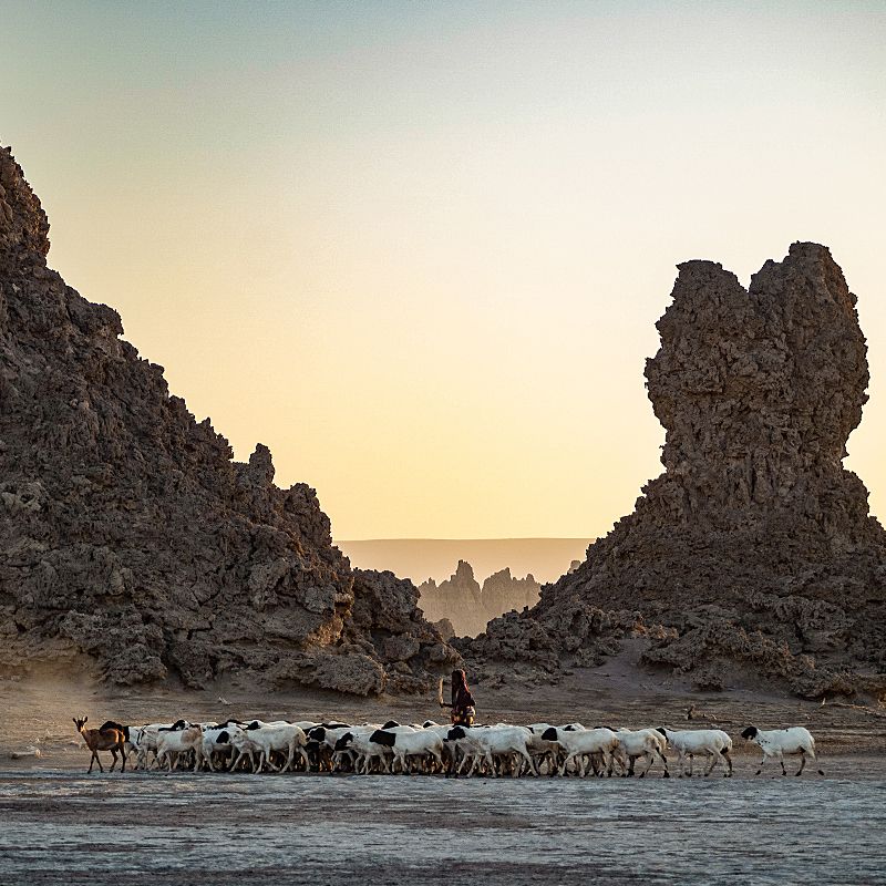 At sunset, a herder walks his goats through the surreal limestone chimneys of Lake Abbe, creating an unforgettable silhouette against the glowing sky. This extraordinary landscape on the Djibouti–Ethiopia border is one of East Africa’s most striking natural scenes. Inspiration Africa crafts tailor-made journeys that bring travelers to Lake Abbe’s steaming vents, salt flats, and Afar communities. Combine this visit with nearby Lake Assal or Ethiopia’s Danakil Depression for a journey through Earth’s most dramatic geothermal landscapes. Travel with Inspiration Africa to explore Lake Abbe — where nature, culture, and light converge in remarkable harmony.
