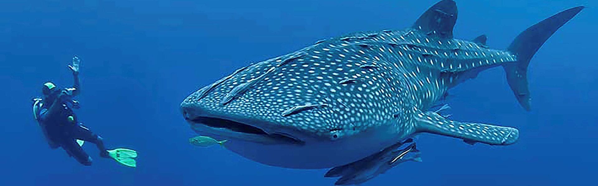 Swim beside a huge whale shark in Djibouti’s crystal waters—an unforgettable, ethical encounter with the ocean’s gentle giant. Peak season brings calm seas and rich plankton, perfect for close, respectful viewing and photography. Inspiration Africa organizes tailor-made Djibouti trips, handling boats, expert marine guides, permits, and hand-picked stays near prime sites. Whether you’re snorkeling or diving, we craft seamless, safe experiences focused on conservation and wonder. Ready for your whale shark adventure? Inspiration Africa turns Djibouti dreams into reality.
