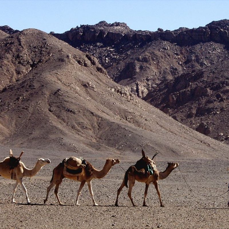 Guided by local Tuareg experts, camel journeys provide a unique glimpse into traditional Saharan life while connecting with Algeria's ancient nomadic heritage. Whether in the Tassili n’Ajjer, the Hoggar Mountains, or the dunes of Timimoun, camel riding is a memorable and authentic desert adventure.