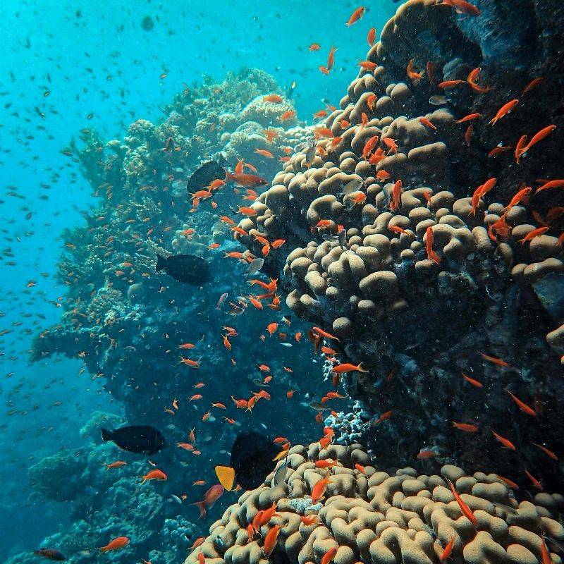 A vibrant coral reef thrives beneath the clear waters of the Red Sea in Egypt, captured during a scuba diving adventure in this stunning underwater travel photograph. A diversity of corals—branching, plate, and soft varieties—forms a colorful underwater landscape, while schools of tropical fish weave among the structures, creating a dynamic and lively scene. The Red Sea is renowned for its crystal-clear visibility, extraordinary biodiversity, and world-class diving sites, offering unforgettable underwater experiences. Ideal for divers, marine wildlife enthusiasts, and photographers, this scene highlights the beauty, complexity, and ecological richness of Egypt’s marine environments. Inspiration Africa specializes in bespoke, tailor-made journeys to Egypt and across Africa, crafting immersive diving adventures and extraordinary underwater wildlife encounters.