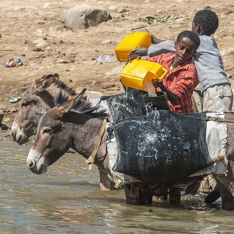 In the drylands of East Africa, daily life unfolds around precious water sources. A group of boys and their donkeys stand in shallow water, filling containers carried on the animals’ backs — a timeless scene of resilience and rhythm. Inspiration Africa designs journeys that connect travelers with the authentic heart of Ethiopia and its neighbors, where tradition and nature coexist. From the Rift Valley lakes to remote desert communities, experience the people and landscapes that define this region. Travel with Inspiration Africa to witness everyday life and enduring traditions across Africa’s most fascinating destinations.