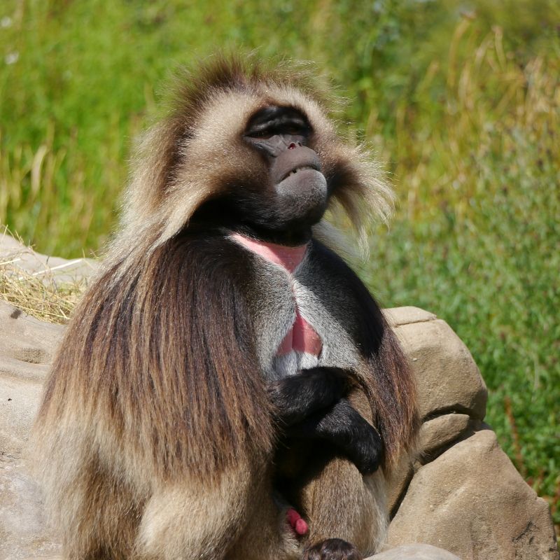 Ethiopia’s wildlife is as captivating as its landscapes. A close-up of a gelada baboon — found only in Ethiopia’s highlands — reveals the country’s unique natural heritage. These striking primates, known for their expressive faces and flowing manes, thrive in the Simien Mountains alongside diverse endemic species. Inspiration Africa crafts tailor-made journeys that combine wildlife encounters, scenic trekking, and cultural discovery across Ethiopia’s varied regions. Travel with us to meet the gelada and explore the wild side of Ethiopia, where nature and tradition coexist in remarkable harmony.