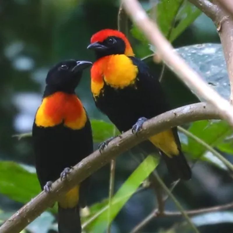 This vibrant image features two brightly colored Rachel’s malimbes perched on a forest branch in Gabon. Endemic to Central Africa, Rachel’s malimbe is a rare and striking weaverbird, known for its vivid red and black plumage. These birds inhabit lowland tropical forests, especially in protected areas like Lopé and Ivindo National Parks. Their presence is a testament to Gabon’s rich avian biodiversity. Birdwatchers and nature enthusiasts can encounter this elusive species on guided forest walks. Inspiration Africa organizes tailor-made birding and wildlife trips to Gabon, offering expert-led access to the country’s pristine forests and rare, colorful birdlife.