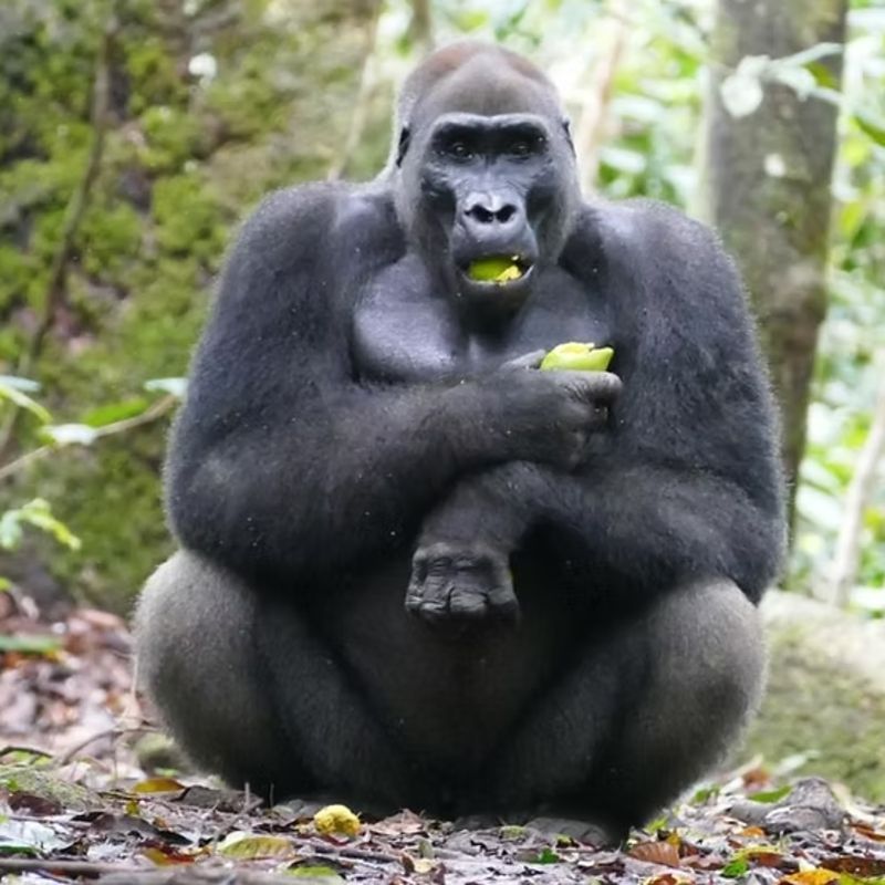 This powerful close-up shows a large male gorilla sitting upright in its natural habitat in Gabon’s dense rainforest. Gabon is one of the few places in Africa where travelers can trek to observe western lowland gorillas in the wild, particularly in Moukalaba-Doudou and Lopé National Parks. These remote regions also offer opportunities to encounter chimpanzees, mandrills, and other rare primates in their forest homes. Inspiration Africa organizes tailor-made gorilla and ape trekking adventures in Gabon, led by expert trackers for immersive, respectful wildlife encounters—ideal for travelers seeking rare primate experiences in one of Africa’s most pristine environments.