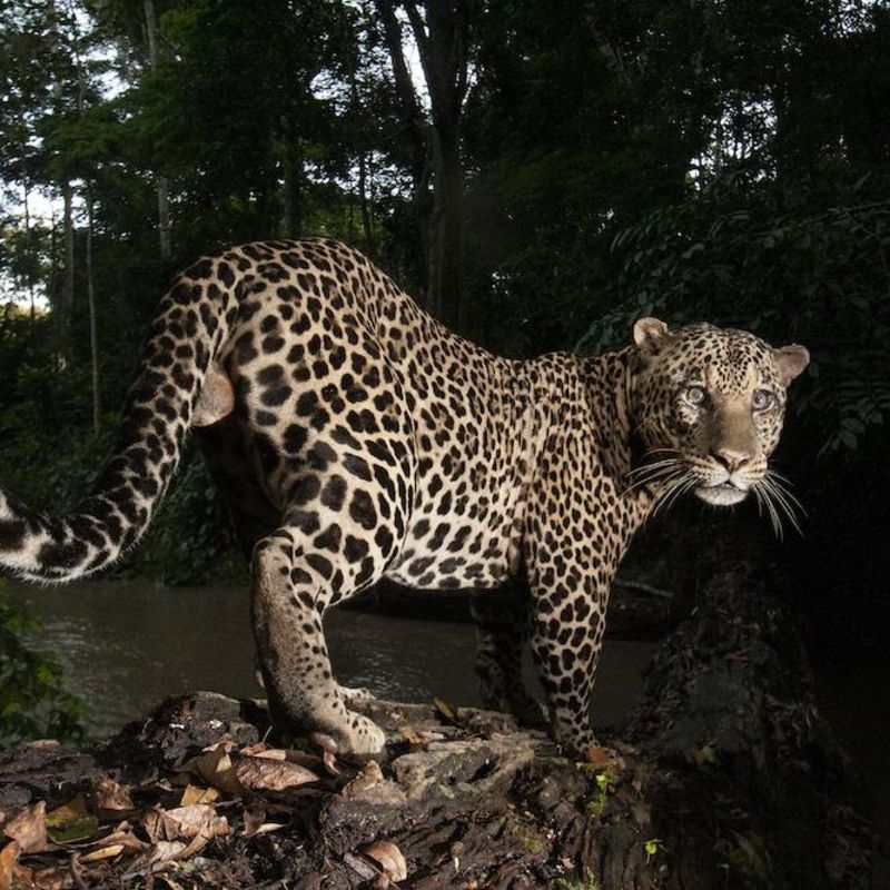 This close-up shot of a leopard during a night safari in Gabon captures the raw beauty and mystery of the country’s nocturnal wildlife. Gabon’s dense rainforests and savannah edges, especially in parks like Lopé and Ivindo, offer exceptional opportunities to spot elusive predators after dark. For photographers and wildlife enthusiasts, night safaris reveal a different side of the ecosystem—one filled with stealth, movement, and rare sightings. Inspiration Africa organizes expertly guided safaris across Gabon, providing custom itineraries that include night drives, remote camps, and unique chances to capture the country’s rich biodiversity through the lens.