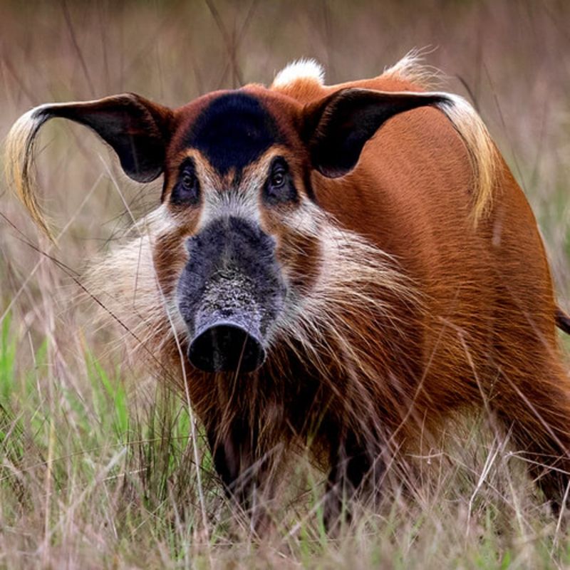 This close-up image of a red river hog showcases one of Gabon’s most striking and elusive forest dwellers. Known for their vivid reddish coats, facial markings, and tufted ears, red river hogs are native to Central and West African rainforests. In Gabon, they are commonly found in Loango and Ivindo National Parks, foraging in dense vegetation and near water sources. Observing them in the wild offers a unique glimpse into the region’s rich biodiversity. Inspiration Africa designs custom wildlife journeys across Gabon, offering expert-guided treks into pristine habitats where rare species like the red river hog can be seen.