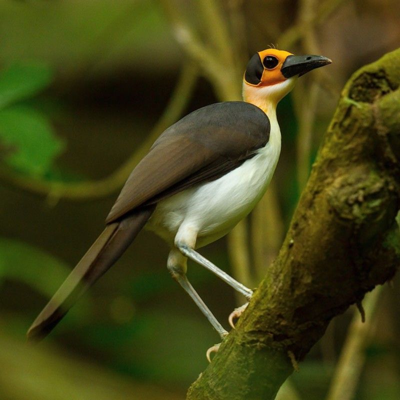 Birdwatching in Ghana offers the chance to observe the elusive Yellow-headed Picathartes, also known as the White-necked Rockfowl. This unique bird inhabits rocky forested areas and is renowned for its distinctive appearance and nesting habits.