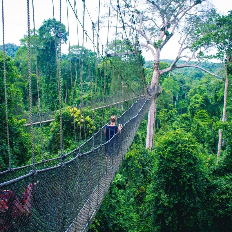 People walking over a hanging bridge above the treetops in Ghana's Kakum National Park—a highlight of Ghana’s hiking experiences. This canopy walkway offers panoramic forest views and a unique connection with nature. Ghana is an emerging hiking destination, with scenic trails leading to Wli Waterfalls and Mount Afadja in the lush Volta Region. Inspiration Africa organizes custom travel to Ghana, creating journeys that combine adventure, culture, and nature. Whether crossing rainforest walkways or trekking to remote peaks, we help you experience the best of Ghana’s outdoors with expert planning and local insight.