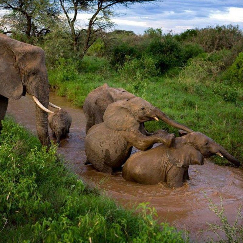 wildlife safari in Ghana's Mole National Park will allow you to observe groups of elephants, bulls and young, bathing in rivers, offering close-up views of these majestic creatures in their natural habitat. 