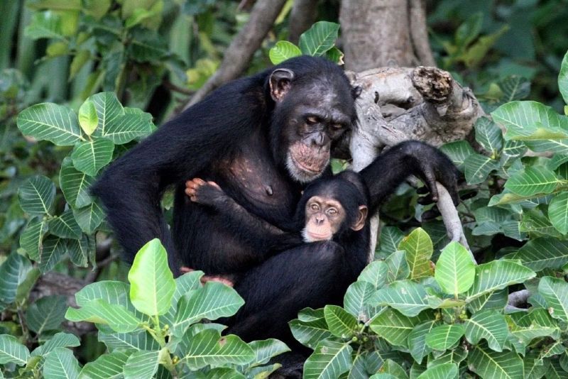 This touching image shows a chimpanzee mother holding her baby amid the lush greenery of Baboon Island in The Gambia’s River Gambia National Park. Home to the Chimpanzee Rehabilitation Project, this protected area offers a rare chance to observe chimps in a semi-wild environment. Inspiration Africa organizes expertly guided boat trips to Baboon Island, where travelers can experience the beauty of the forest, river landscapes, and rich wildlife. With personalized itineraries focused on conservation and nature, Inspiration Africa connects you to one of The Gambia’s most unique and meaningful wildlife encounters.