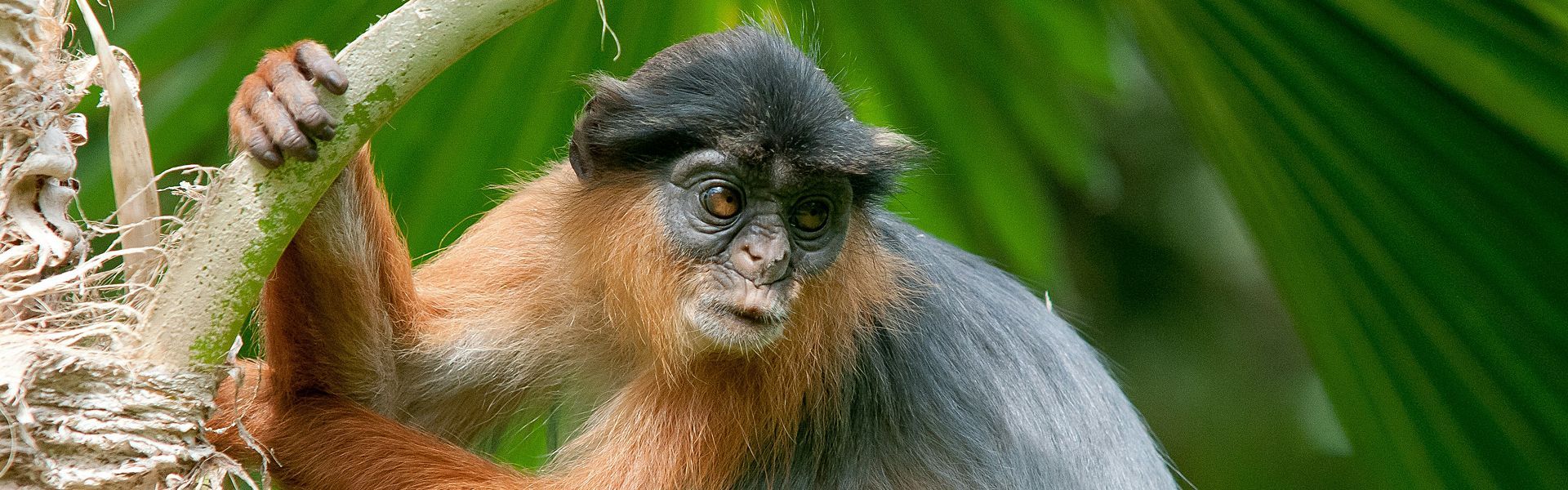 This image shows a red colobus monkey watching inquisitively from the treetops of a lush Gambian forest. These endangered primates are found in select areas of The Gambia, including Abuko Nature Reserve and Kiang West National Park. Known for their expressive faces and social behavior, red colobus monkeys are a rare sight and a highlight for wildlife enthusiasts. Inspiration Africa organizes tailor-made trips to The Gambia, including guided forest walks and wildlife experiences focused on conservation and biodiversity. Discover The Gambia’s natural side with expertly crafted journeys designed to bring you closer to its unique and curious inhabitants.