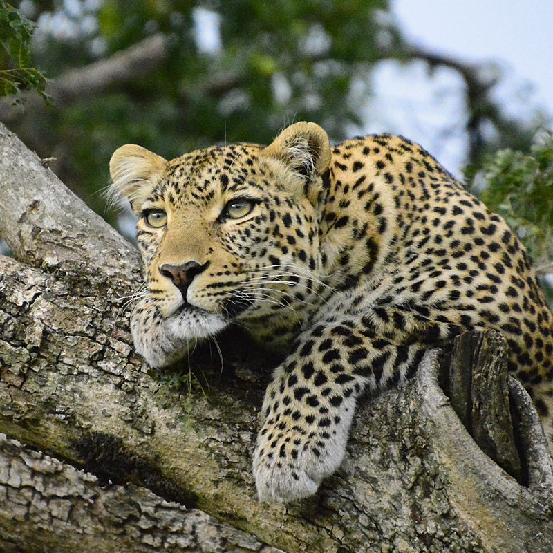 Experience a one of Kenya´s national park, where vast savannas teem with wildlife. A leopard spotted resting in a tree, its golden coat blending with the dappled light of the African wilderness.