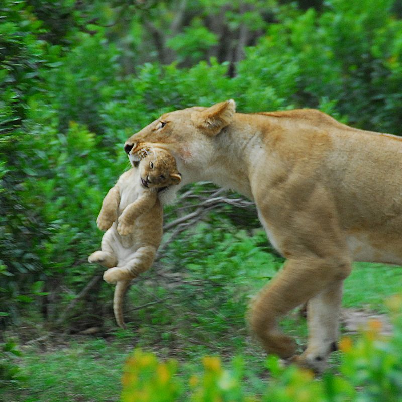 A lioness carries her cub across the savanna, a tender moment on an African safari. Scenes like this unfold in renowned reserves where patient tracking and respectful distances reveal daily wildlife behavior. Inspiration Africa organizes tailor-made safaris across East and Southern Africa, coordinating expert guides, private 4x4 game drives, and hand-picked camps near prime predator territories. From golden dawn drives to quiet afternoon sightings, we handle logistics, park permits, and timing for photography and family-friendly pacing. Plan your safari with Inspiration Africa and experience Africa’s big-cat country with confidence.