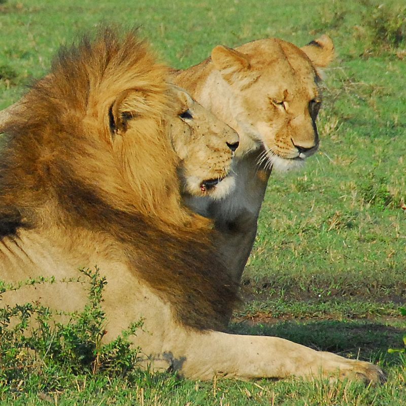 Capture stunning images of lions in Kenya's Maasai Mara National Reserve, where expansive savannahs provide unparalleled wildlife photography opportunities.