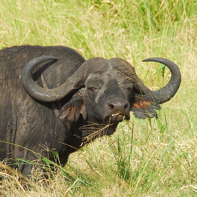 In Kenya's Meru National Park, embark on a game drive to observe African buffalo herds grazing amidst diverse landscapes, including savannahs, woodlands, and riverine forests, offering a quintessential East African safari experience.