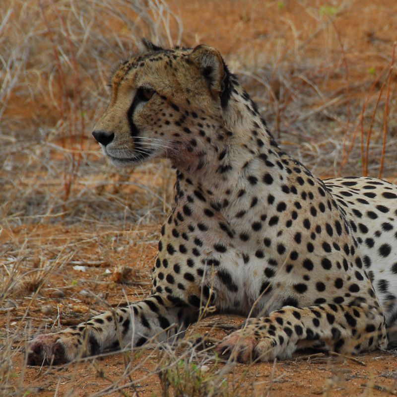 Kenya is renowned for its wildlife safaris, offering the chance to spot diverse animals, including the swift and elusive cheetah, in iconic reserves like the Maasai Mara and Amboseli National Park.