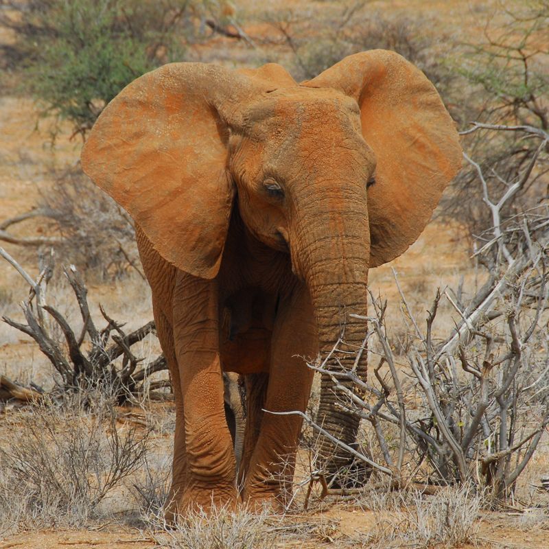 Experience Kenya's Maasai Mara from a hot air balloon, gliding over the savannah at sunrise. Witness the Great Migration's wildebeest herds and diverse wildlife from a unique aerial perspective. 