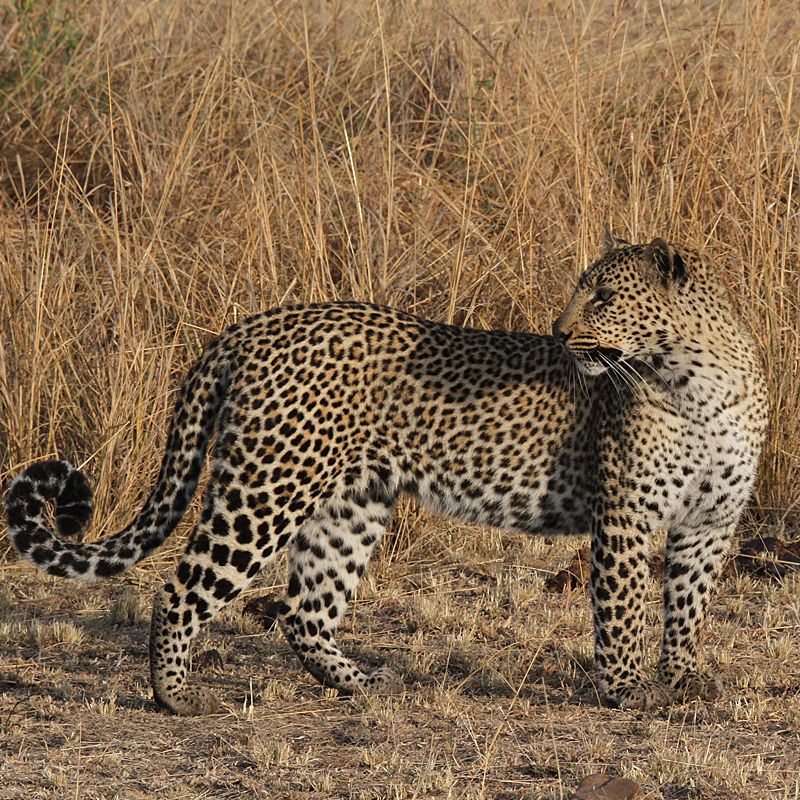 A cheetah, the perfect symbol of elegance and power, stands poised on the savannah of the Maasai Mara. Kenya offers some of the best opportunities to see cheetahs in the wild, not only in the Maasai Mara but also in parks like Samburu National Reserve, Amboseli National Park, and the vast plains of Tsavo. These open landscapes provide the perfect hunting grounds for the world’s fastest land animal. Inspiration Africa designs tailor-made safaris across Kenya, ensuring you experience unforgettable wildlife encounters in some of Africa’s most iconic landscapes.