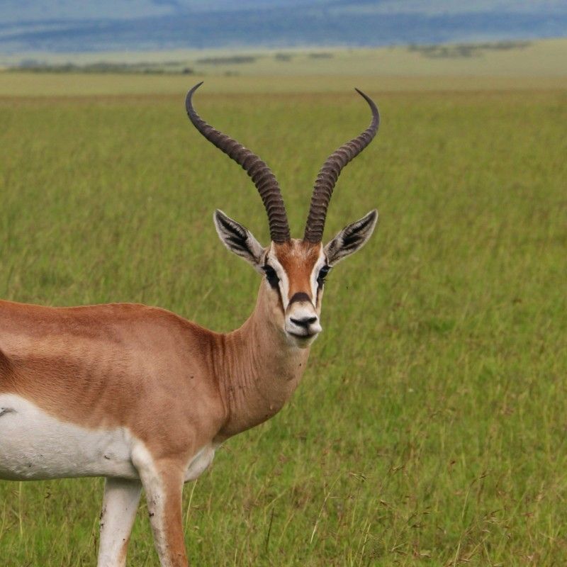 A graceful moment is captured in this classic safari photograph of a gazelle in the Maasai Mara, Kenya. Standing alert against the sweeping savanna, the gazelle’s slender form and delicate markings contrast beautifully with the golden grasses stretching to the horizon. Soft natural light highlights its elegance and agility, while the open plains and distant acacia trees create an unmistakable Maasai Mara backdrop. The scene conveys freedom, balance, and the quiet beauty of Africa’s wildlife, showcasing the Maasai Mara as one of the continent’s most iconic safari destinations. Inspiration Africa specializes in bespoke, tailor-made journeys to Kenya and across Africa, crafting unforgettable safari experiences in extraordinary landscapes.
