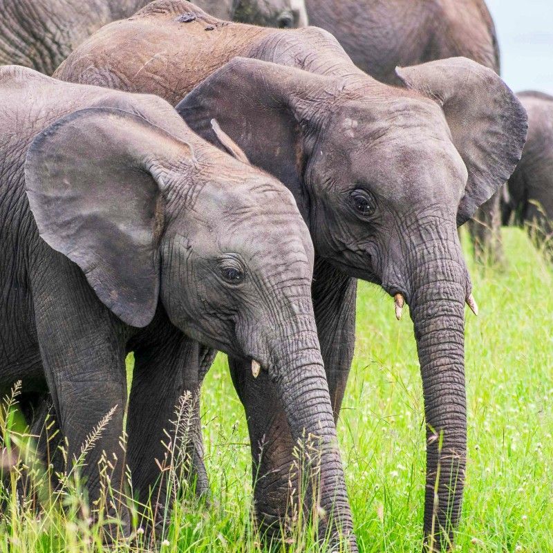 Admire two majestic elephants walking side by side across the golden plains of Kenya’s Maasai Mara. Their gentle presence and immense size showcase the grace and strength of Africa’s most iconic giants, set against the vast, sunlit savannah. Moments like these capture the unforgettable magic of a safari in one of the continent’s premier wildlife destinations. Let Inspiration Africa craft your bespoke, tailor-made journey to experience the Maasai Mara’s extraordinary wildlife up close. Start planning your unforgettable Kenyan adventure with us today!
