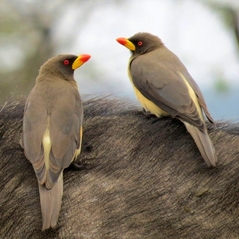 Gaze upon a charming wildlife moment in Kenya’s Ol Pejeta Conservancy, where two brown birds perch atop the back of a grazing animal. This engaging photograph captures the unique symbiotic relationship between bird and mammal, a common and fascinating sight on African safaris. Set against the open savannah, the scene reflects the harmony and interconnectedness of life in this renowned wildlife reserve. Experiencing such natural interactions offers an intimate glimpse into Kenya’s rich biodiversity. Inspiration Africa specializes in crafting bespoke, tailor-made journeys that deliver extraordinary safari encounters across Africa’s most remarkable destinations.
