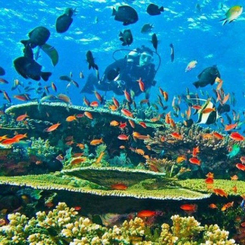 Kenya's coastline offers exceptional diving and snorkeling experiences, with several prime locations to explore:​ Watamu Marine National Park, Kisite-Mpunguti Marine National Park, Mombasa Marine National Park and Reserve. Diani Beach or Kiwayu Island as part of the Lamu Archipelago.