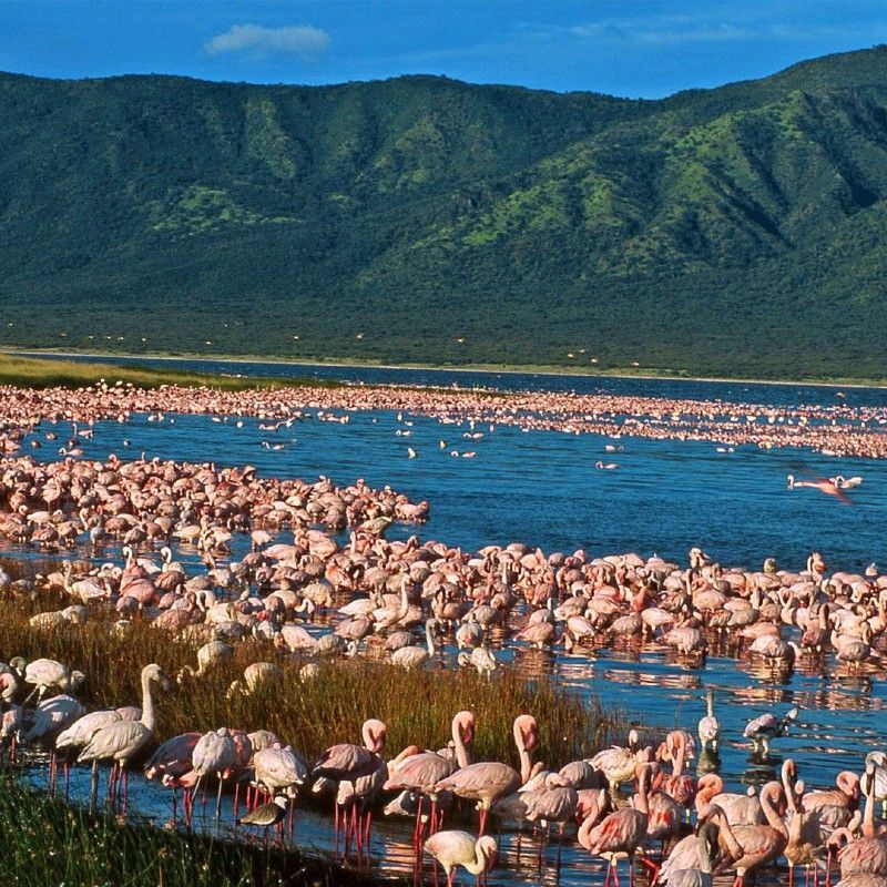 A stunning view of Lake Naivasha captures flamingos wading in pink hues against shimmering waters and a mountain backdrop. This peaceful Rift Valley lake is home to abundant birdlife, hippos, and scenic boat rides. Inspiration Africa designs tailor-made journeys across Kenya, including visits to Lake Naivasha and its surrounding reserves. Combine time on the water with guided wildlife encounters, nature walks, and relaxing stays along the lake’s edge. Travel with us to experience the beauty, colors, and calm of Lake Naivasha — a perfect stop on any Kenyan safari itinerary.