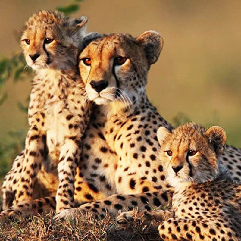 A family of cheetahs stands alert in golden grass with Mount Meru’s forested slopes rising behind—speed and poise framed by volcanic scenery. This striking image captures Tanzania’s wild beauty in Mount Meru National Park, where plains meet highland forest and sweeping vistas. Inspiration Africa organizes tailor-made safaris to Mount Meru and the Northern Circuit, with expert guides, seamless logistics, and handpicked camps. Combine cheetah tracking with scenic drives, walking safaris, and crater viewpoints, or link Meru with nearby Arusha, Tarangire, and the Serengeti for a perfectly paced, wildlife-rich itinerary.
