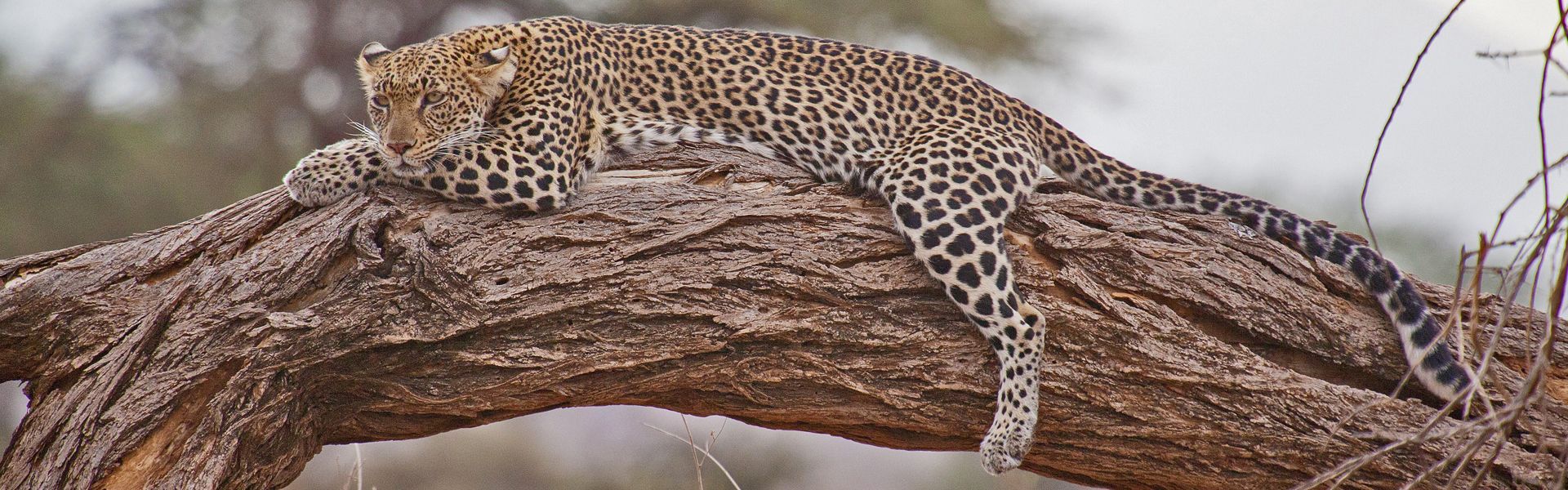 In Kenya's Samburu National Reserve, leopards are frequently observed resting in trees, offering excellent viewing opportunities. This arid region's rocky outcrops and riverine forests provide ideal habitats for these elusive cats.